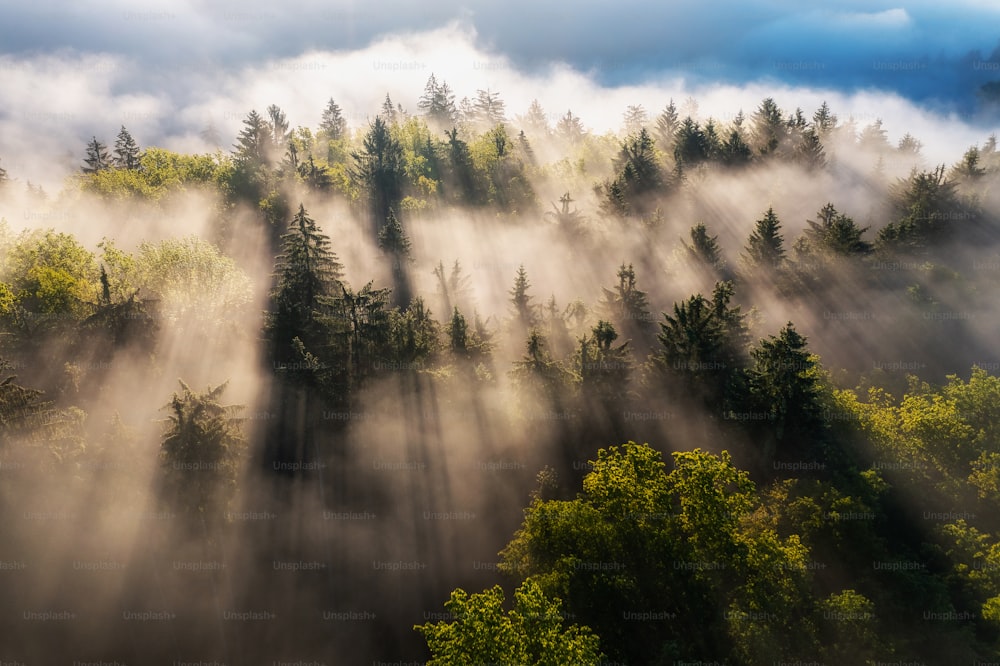 a foggy forest with trees