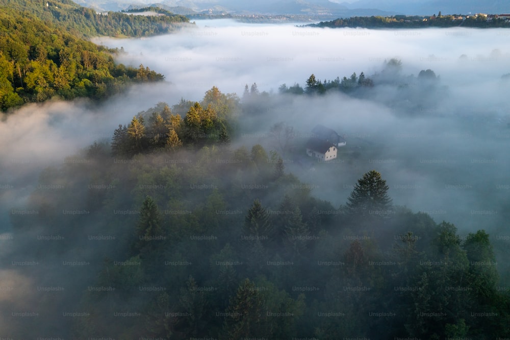 a plane flying over a forest