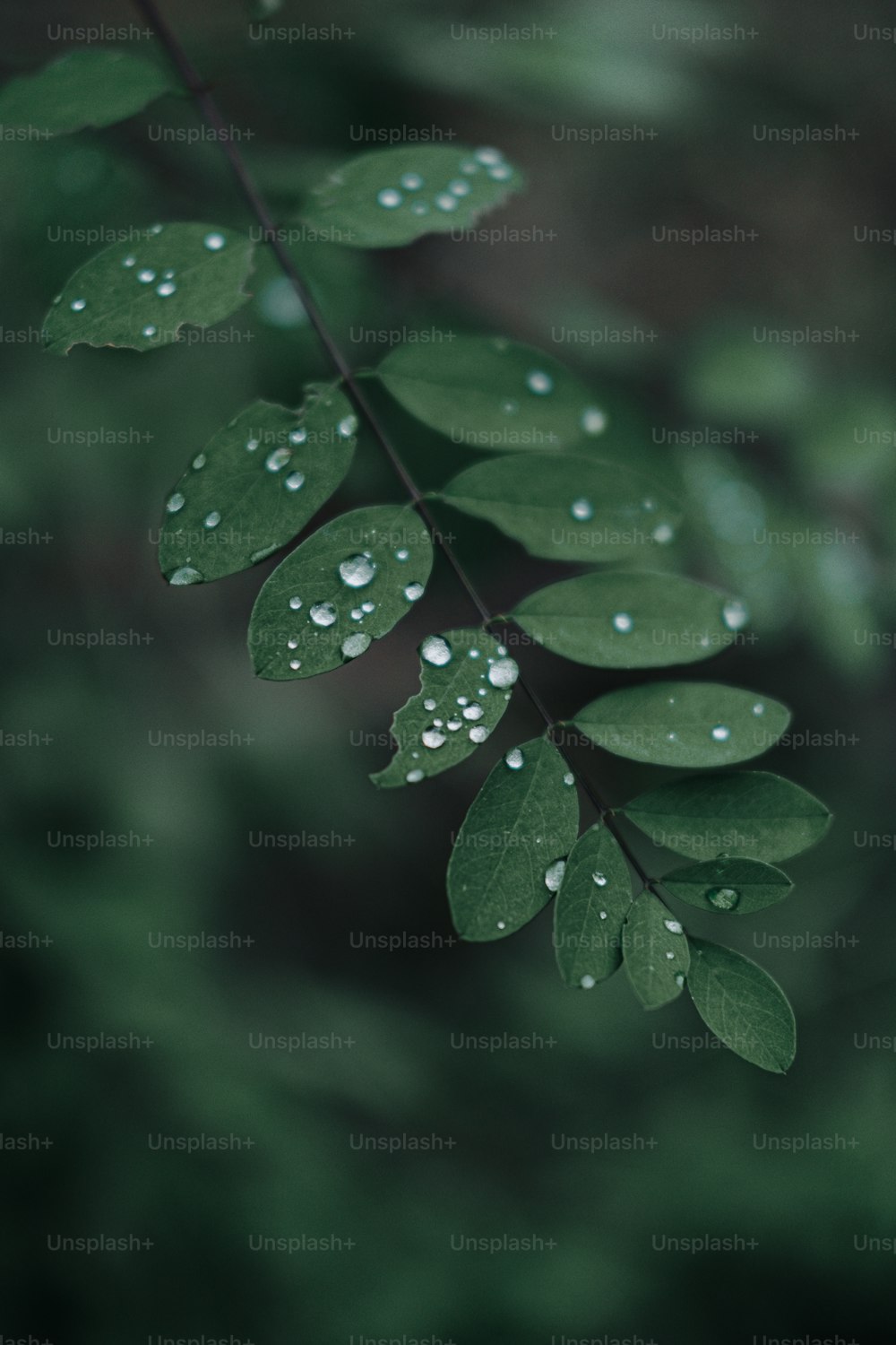 water droplets on a leaf