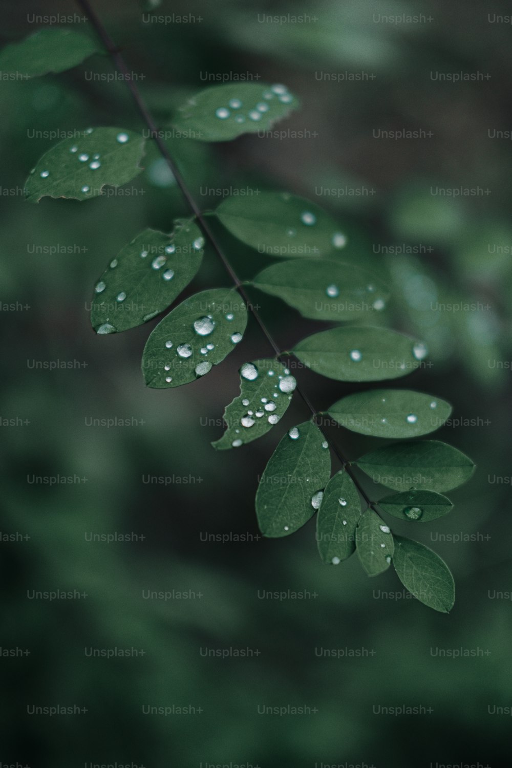 나뭇잎에 물방울