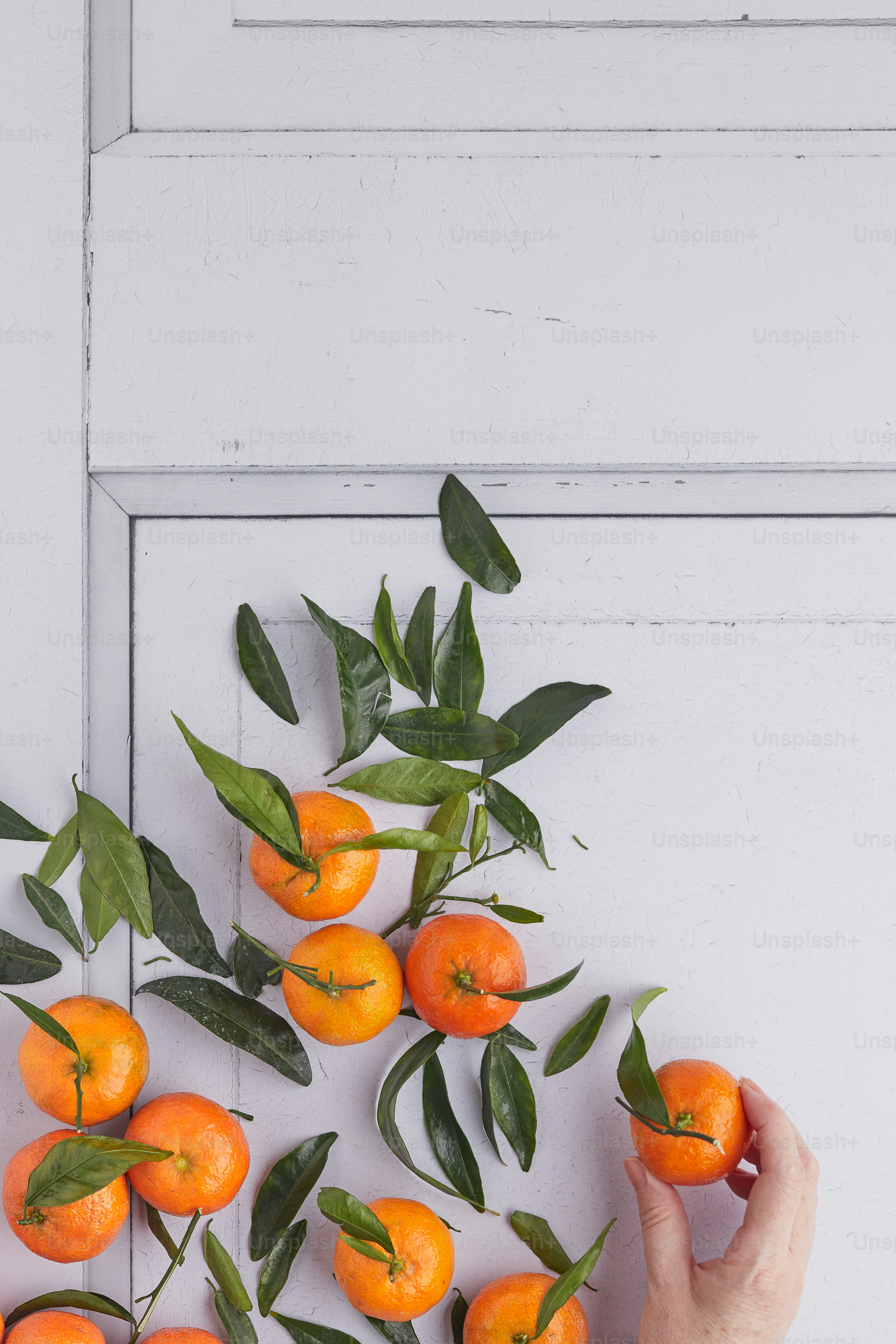 a hand holding a plant