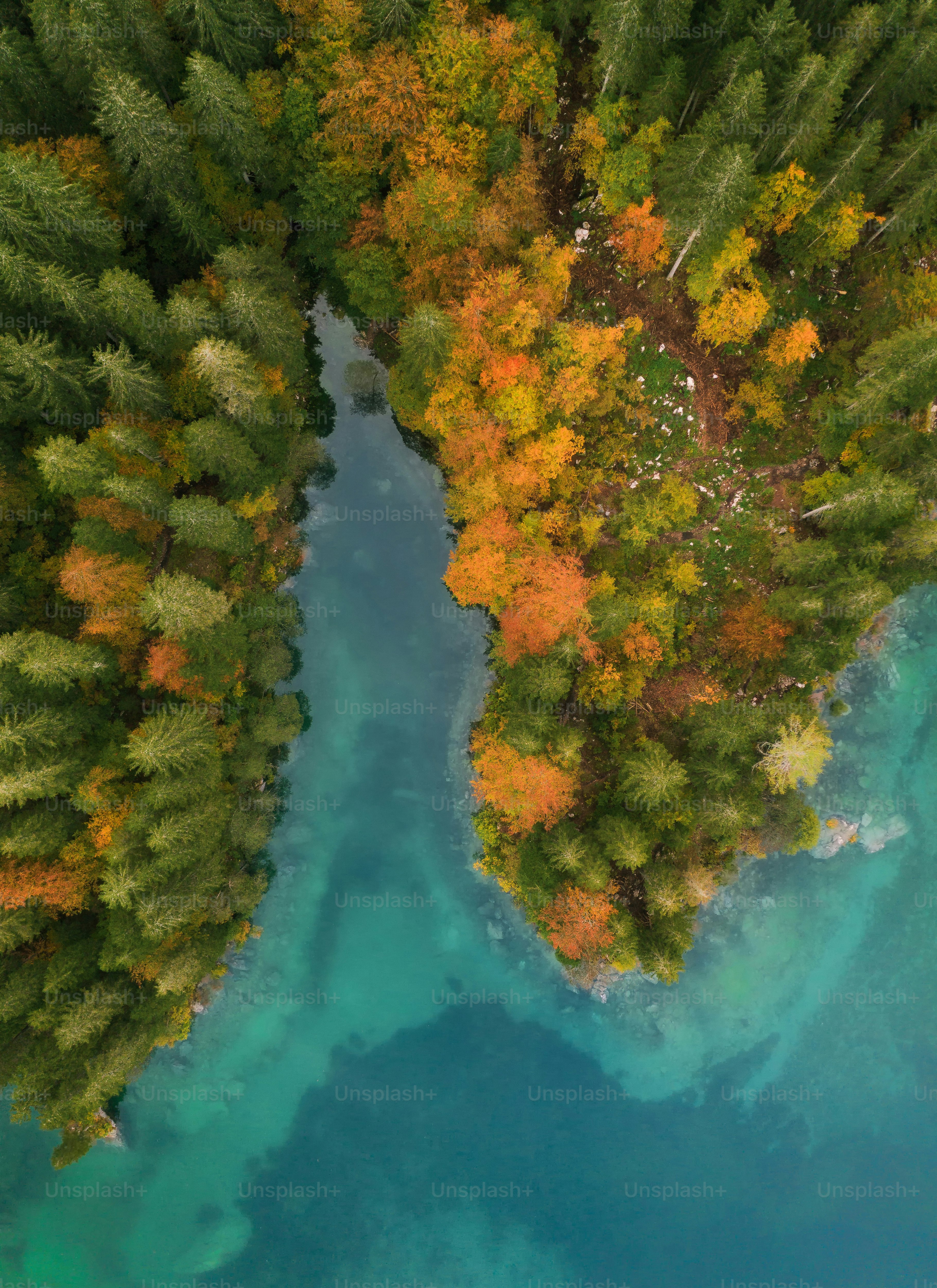 a river winding through a forest