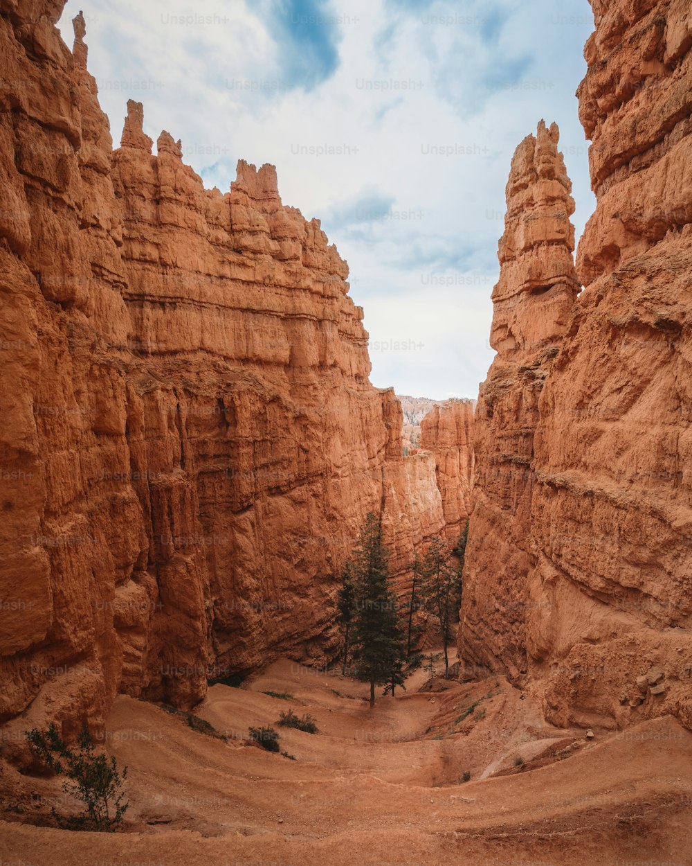 Un cañón rocoso con árboles
