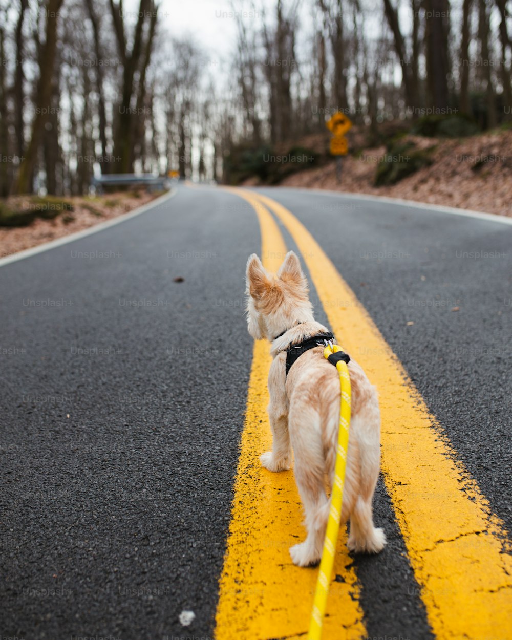 a dog on a leash on a road with trees on the side