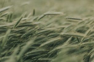 close-up de trigo em um campo