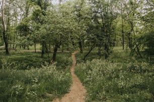 a dirt path through a forest