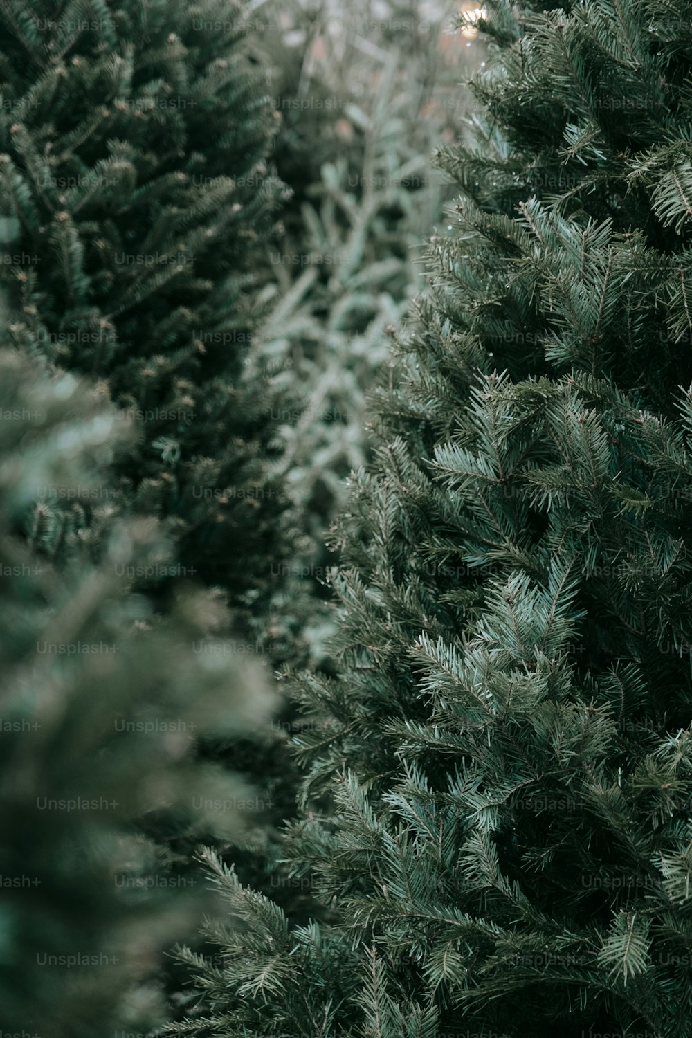 Best 100+ Pine Trees Pictures  Download Free Images on Unsplash