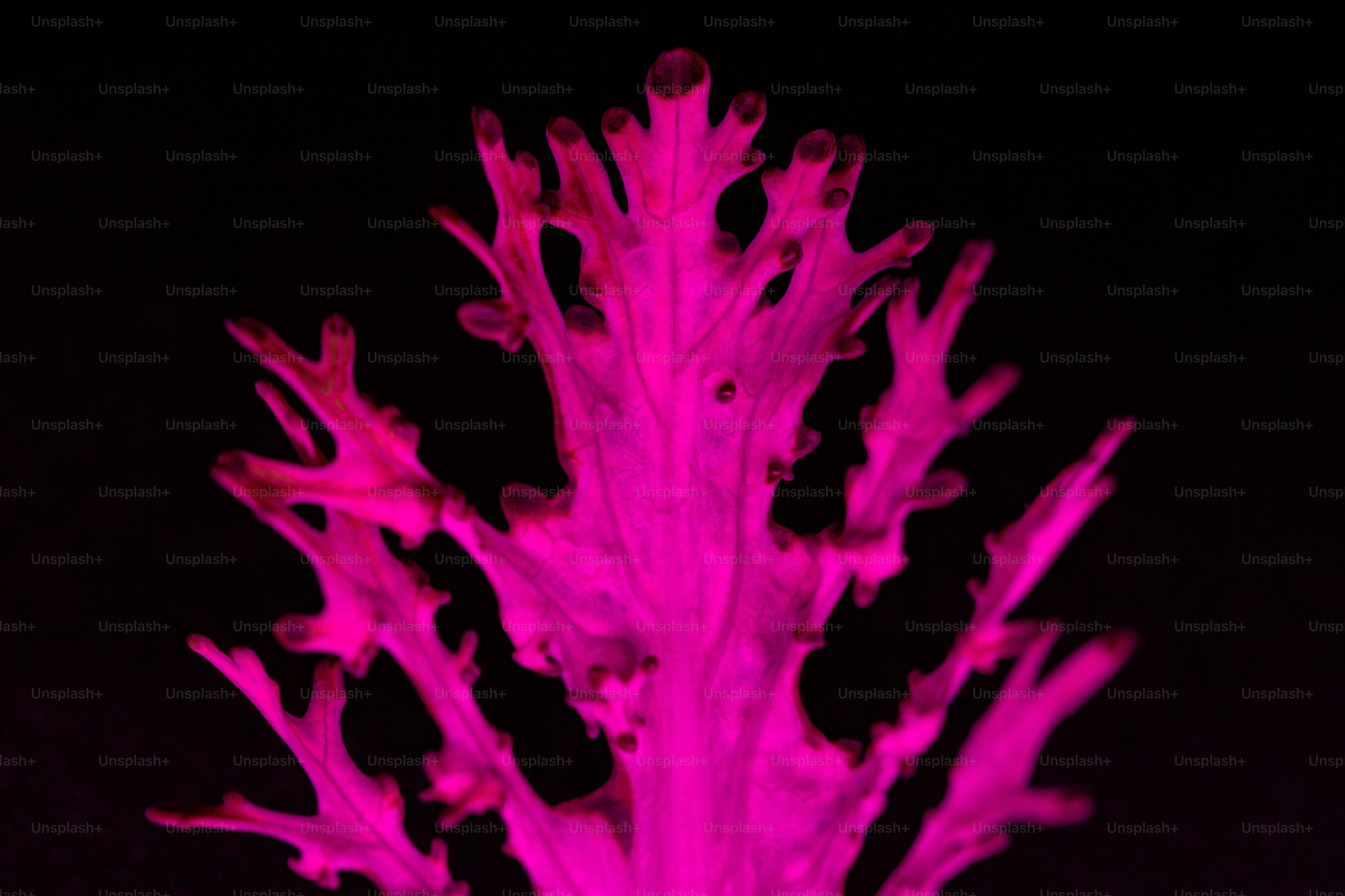 a pink flower with black background