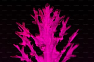 a pink flower with black background