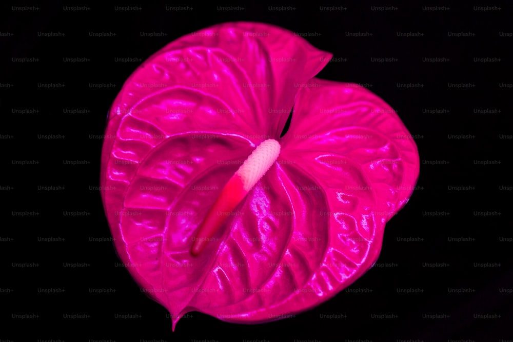 a pink flower with a black background