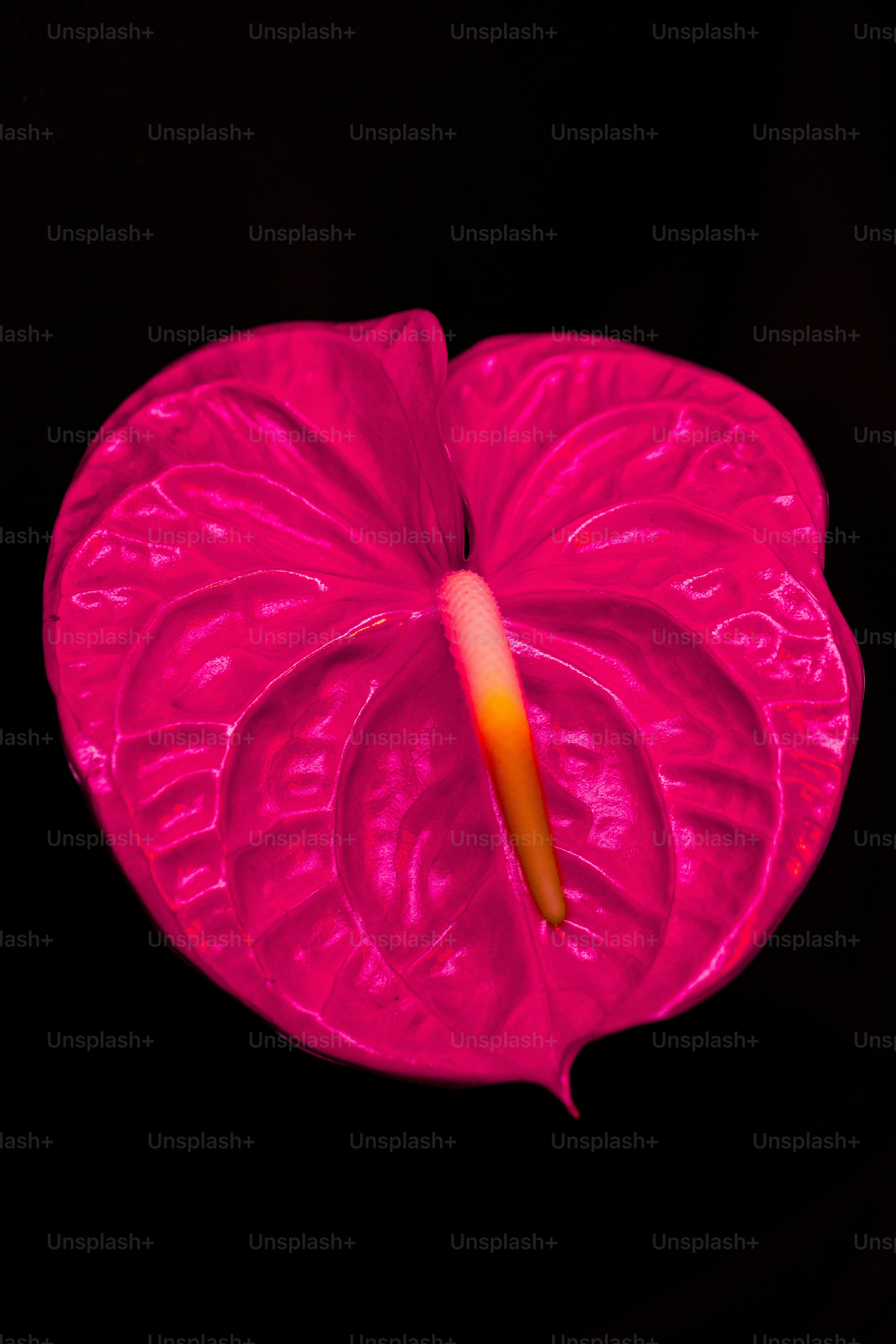 una flor rosa con gotas de agua