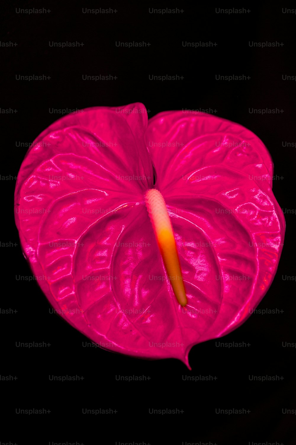 eine rosa Blume mit Wassertröpfchen darauf