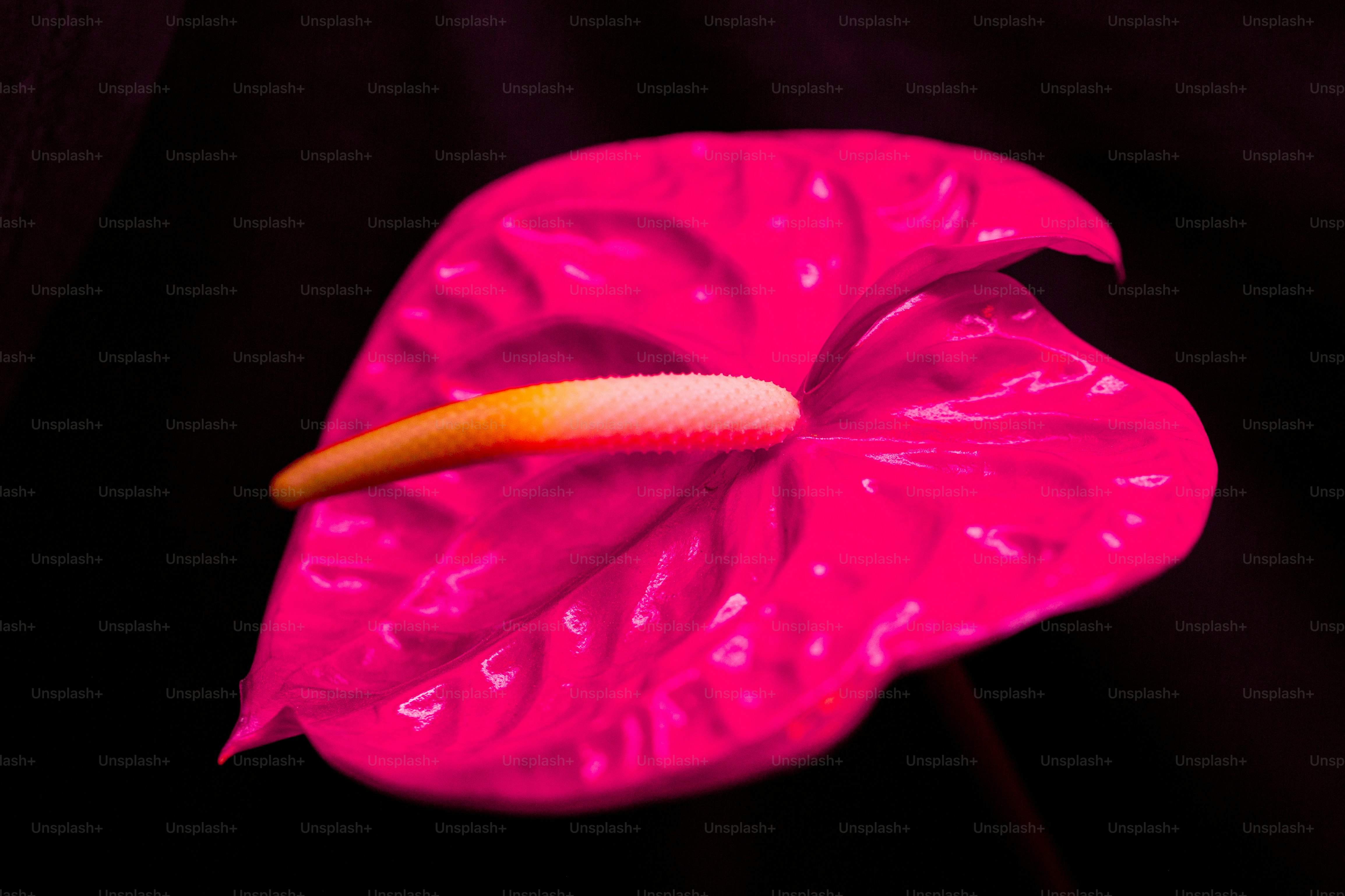 水滴のあるピンクの花