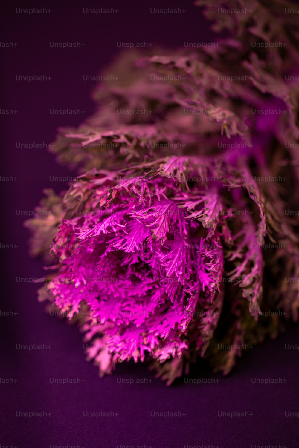 a close up of a purple flower