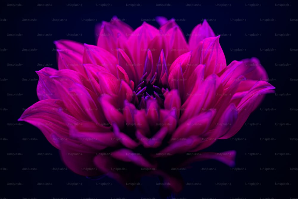 黒い中心を持つピンクの花