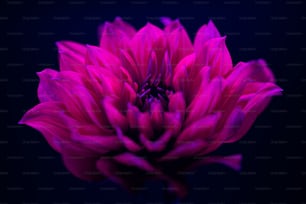 uma flor rosa com um centro preto
