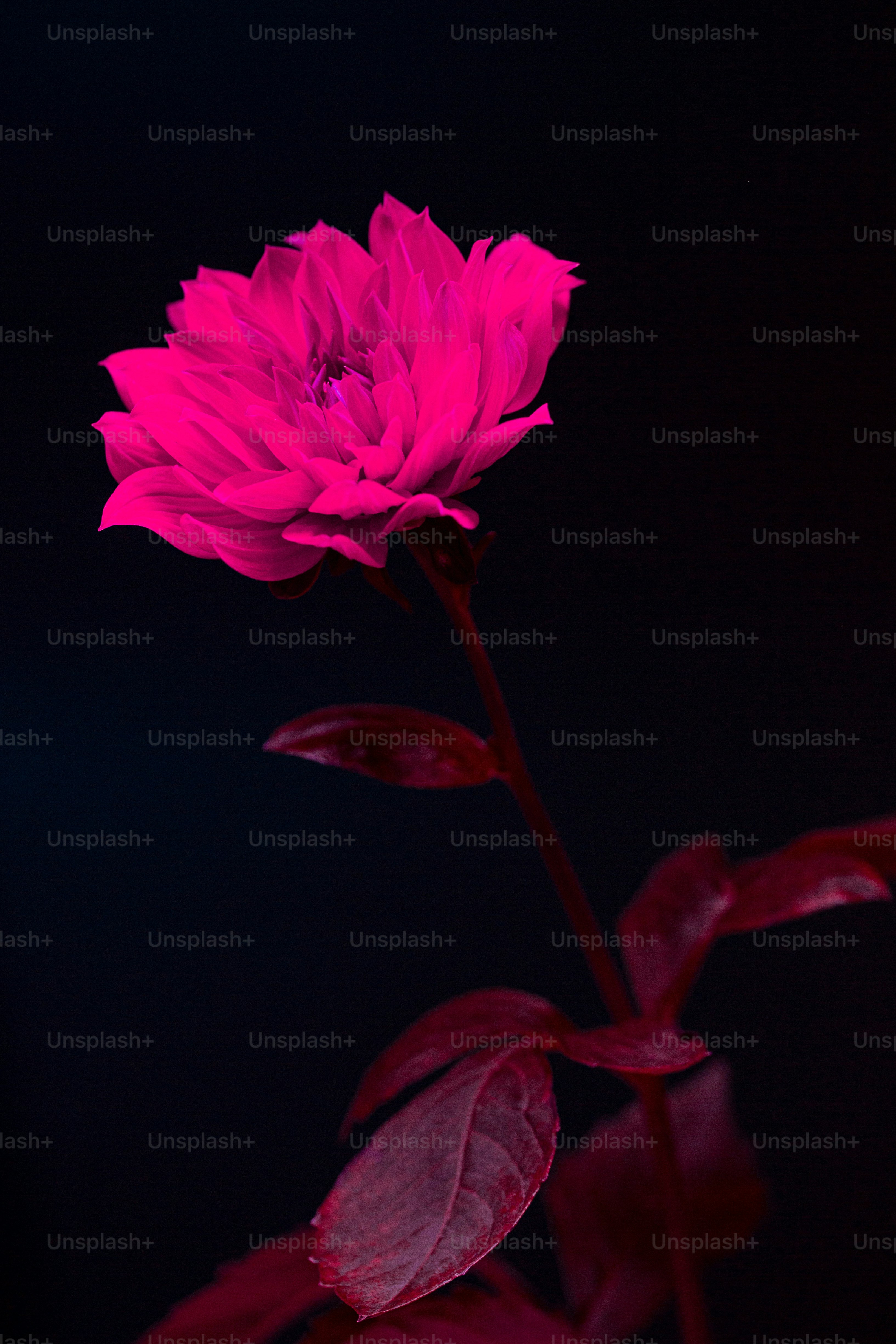 A close up of a flower