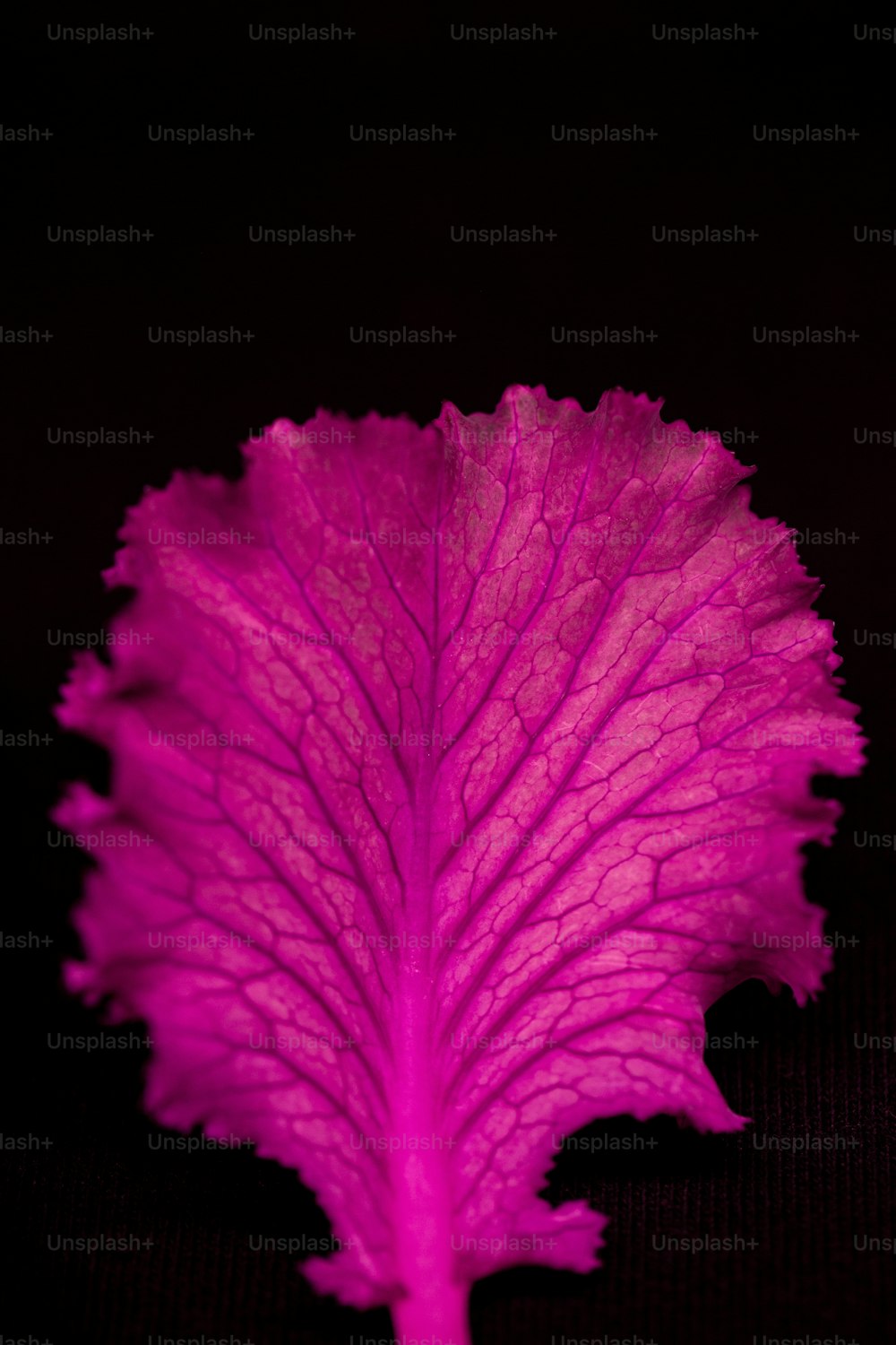 Un árbol rosa con hojas púrpuras