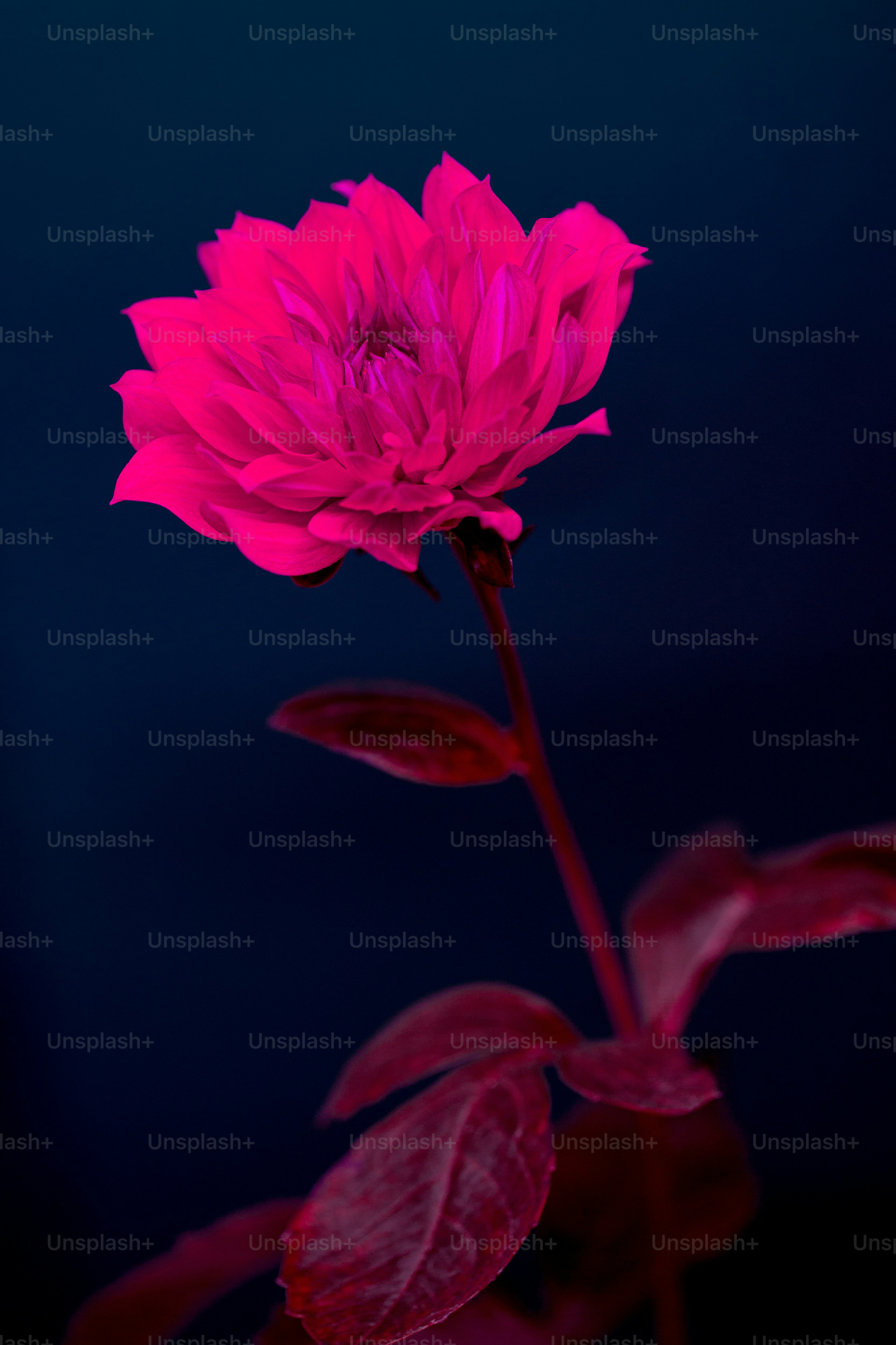 a close up of a flower