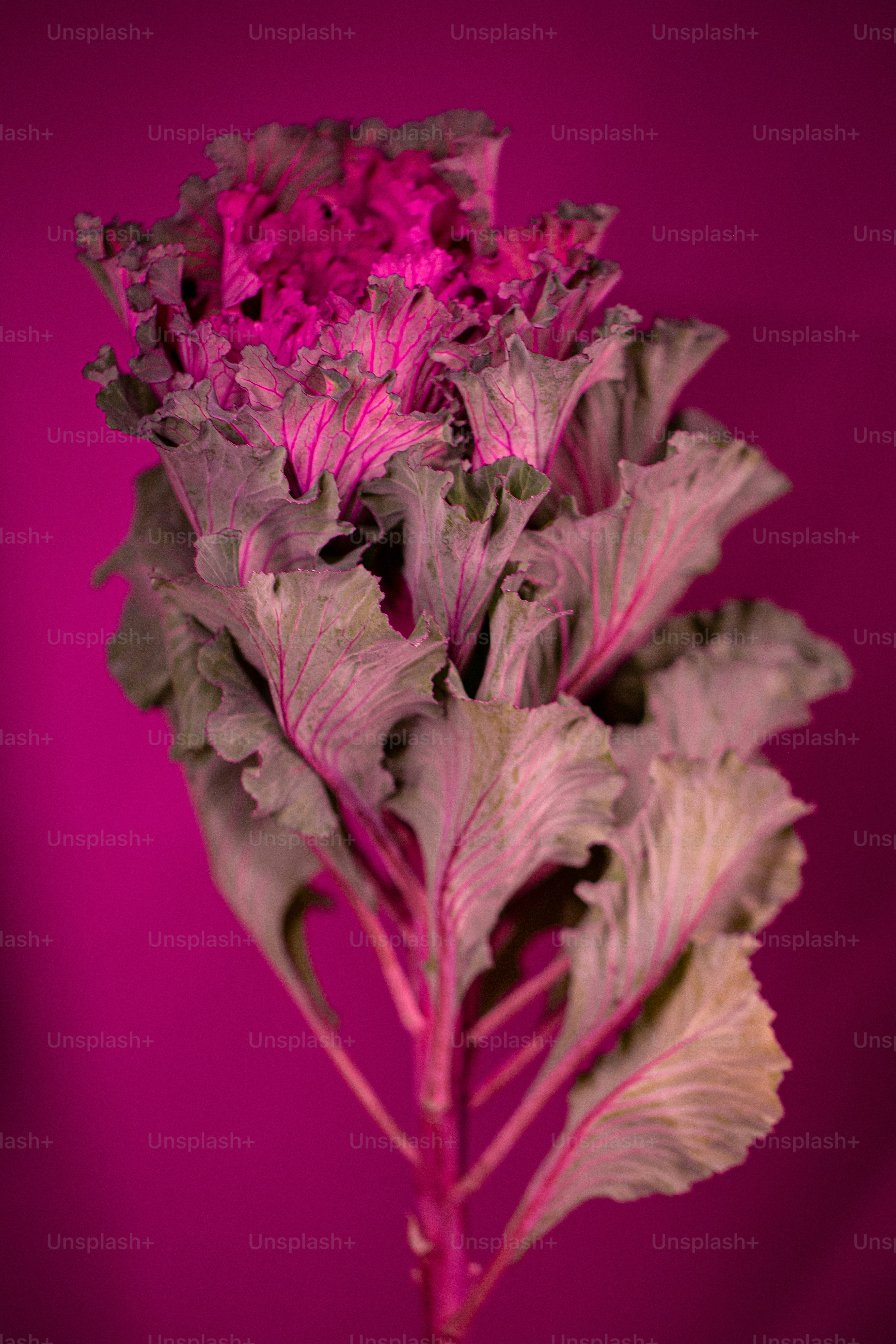 um close up de uma flor