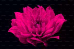 검은 배경의 분홍색 꽃