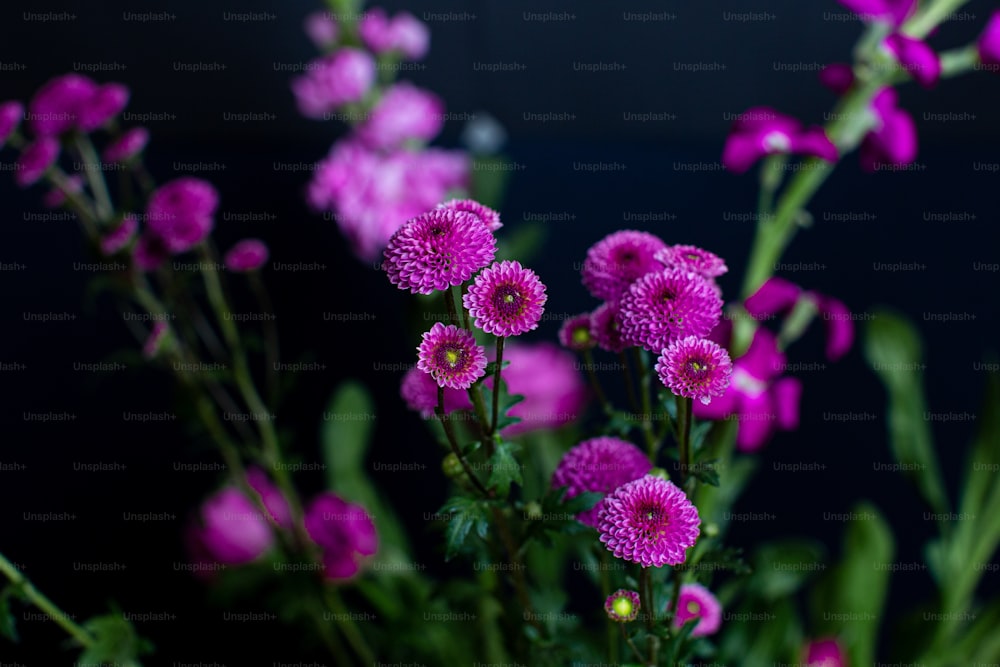 a close up of some flowers