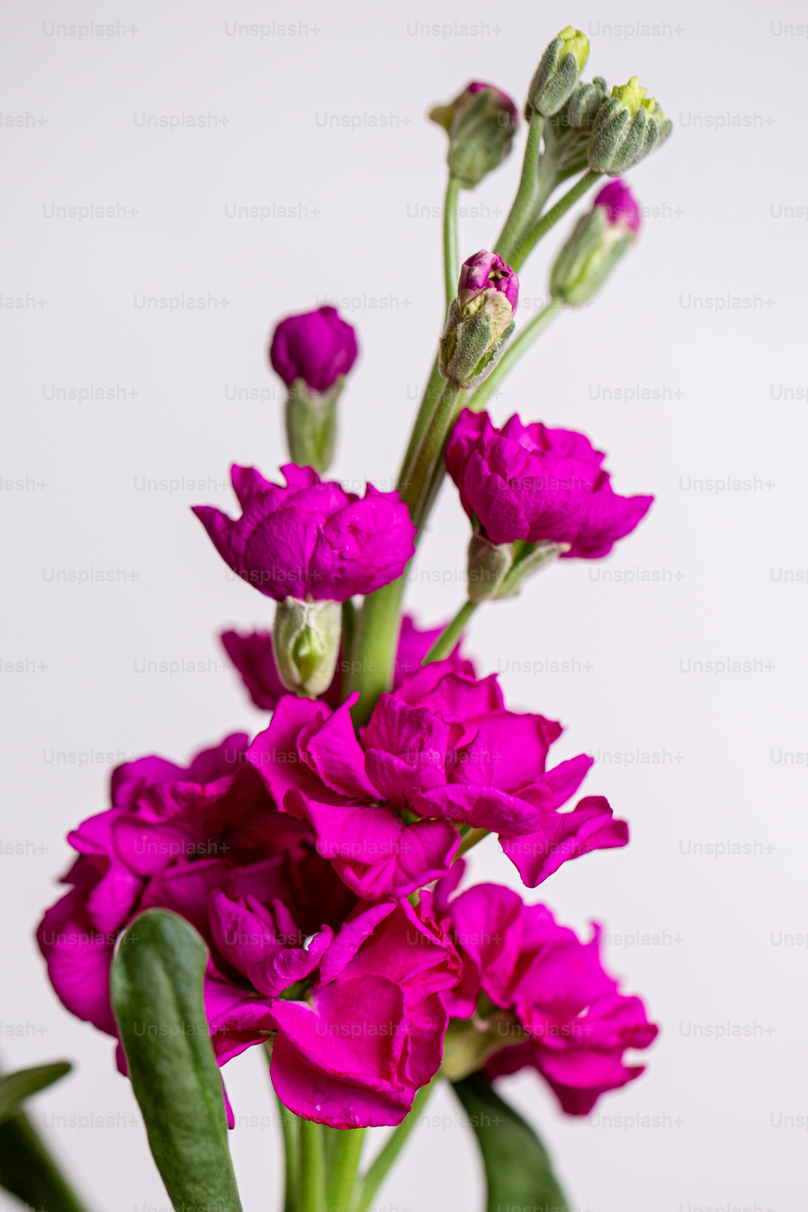 A close up of a flower photo – Carnation Image on Unsplash