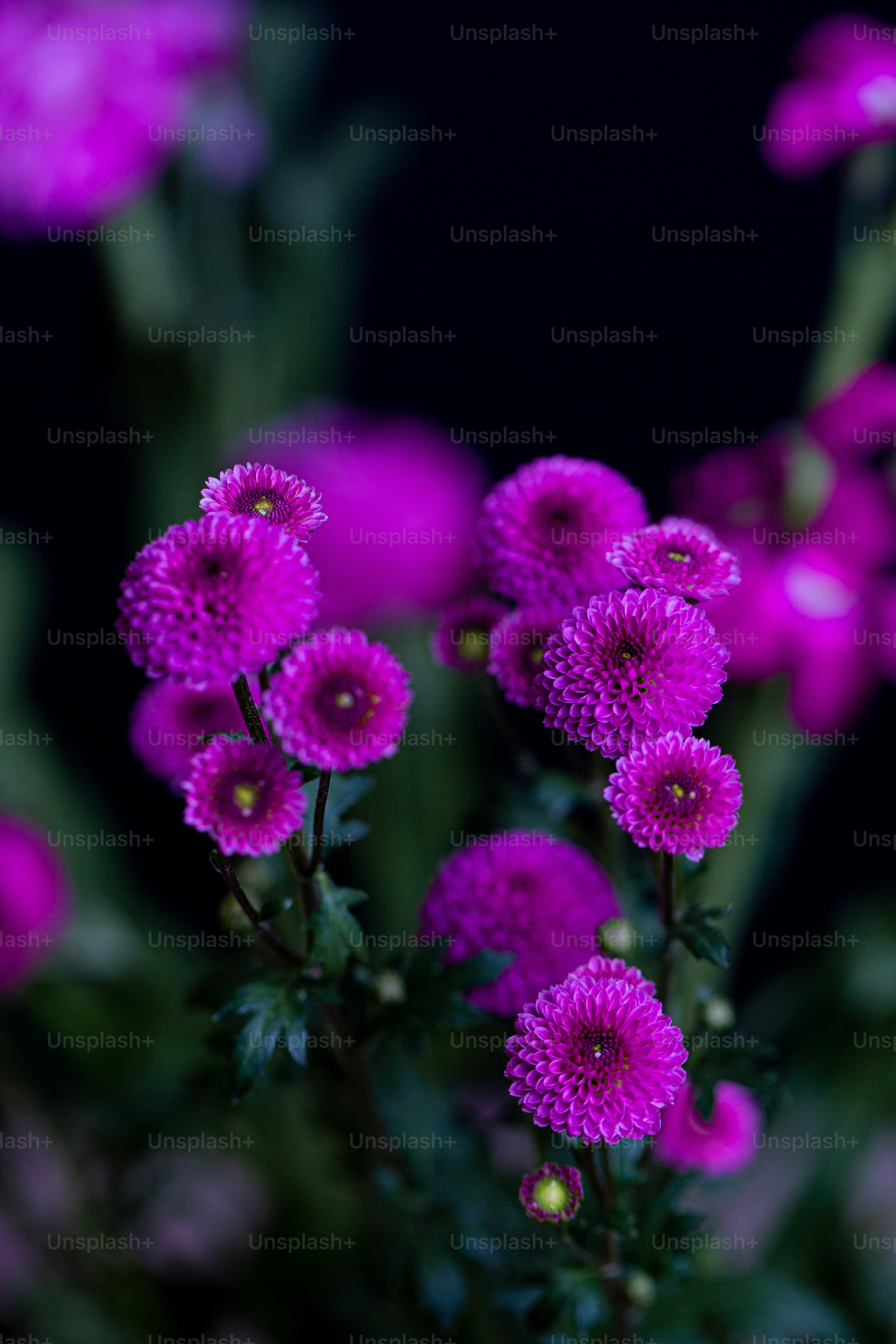 a close up of purple flowers