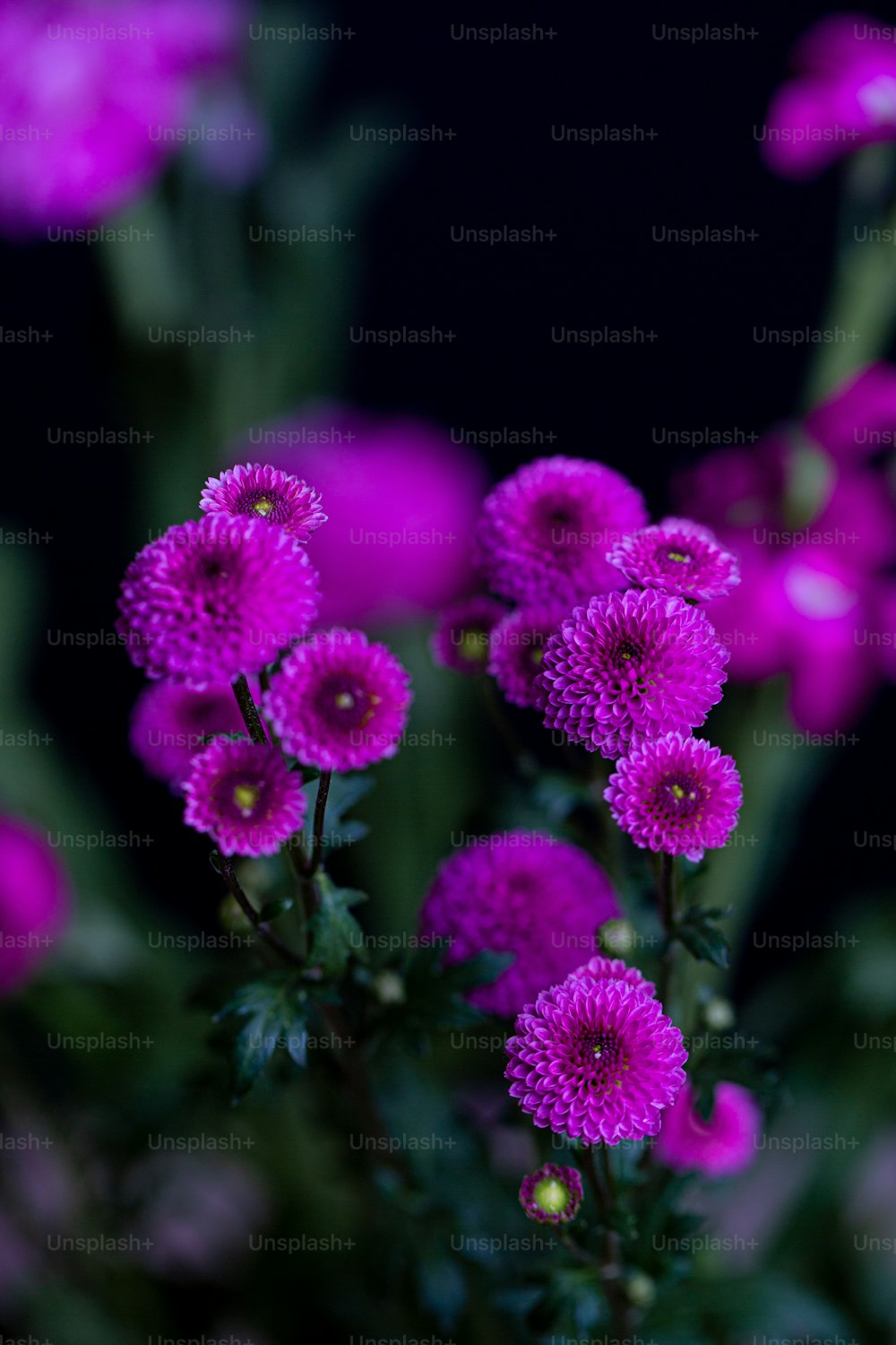 Un primer plano de flores púrpuras