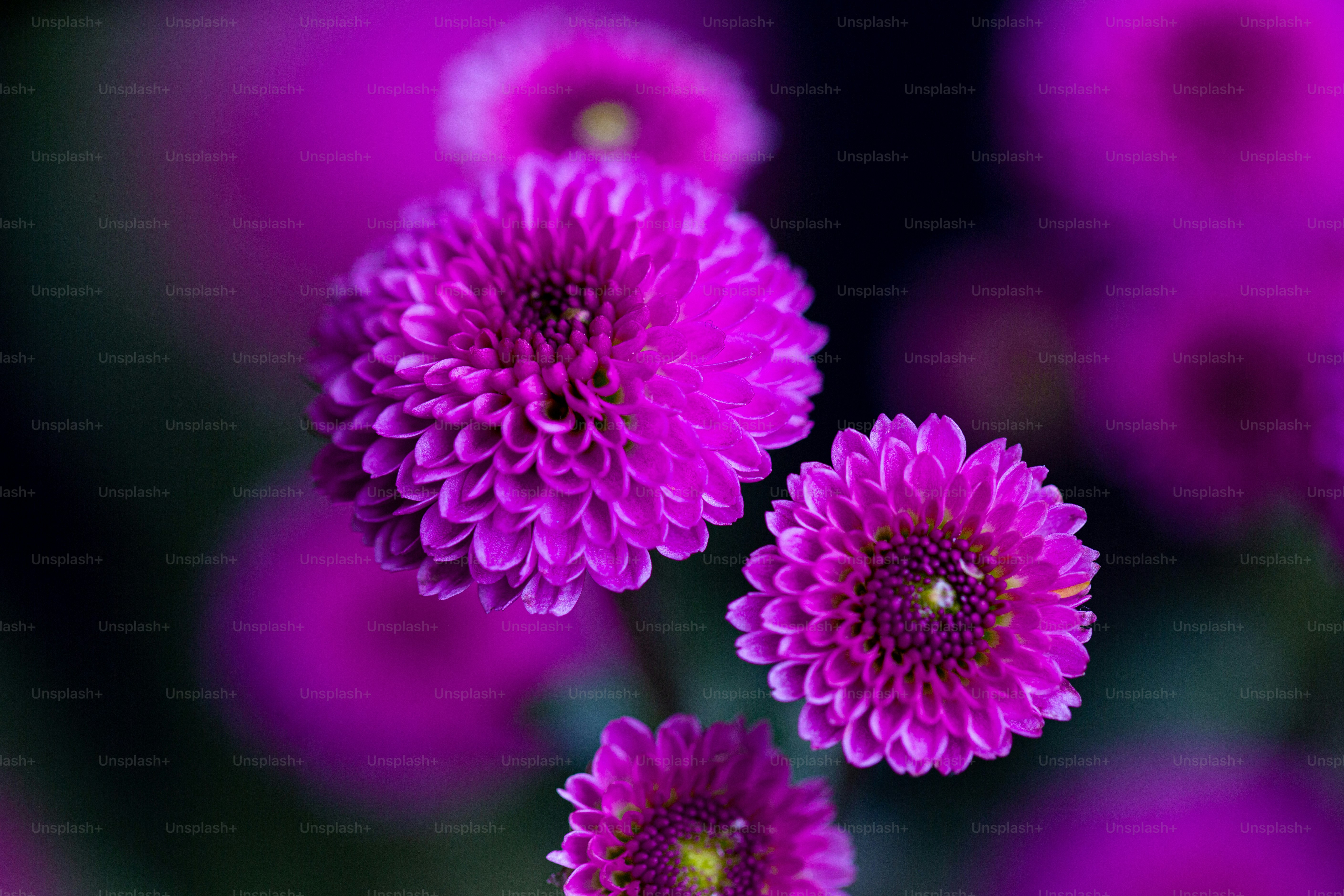 a group of purple flowers