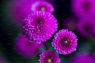 Un groupe de fleurs violettes
