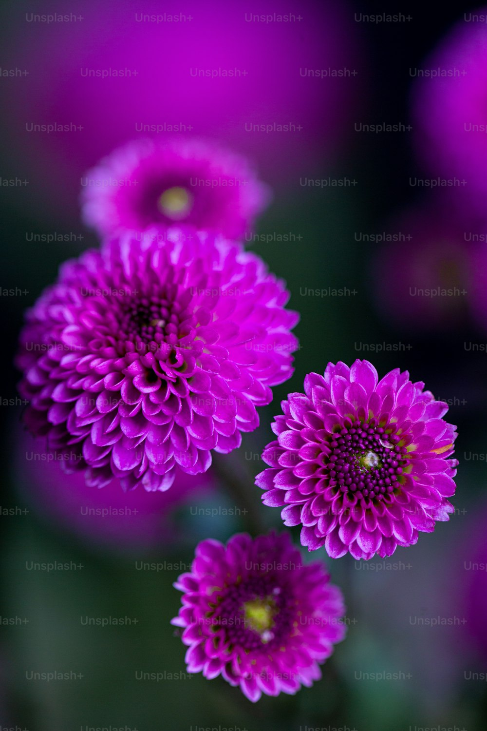 Un grupo de flores púrpuras