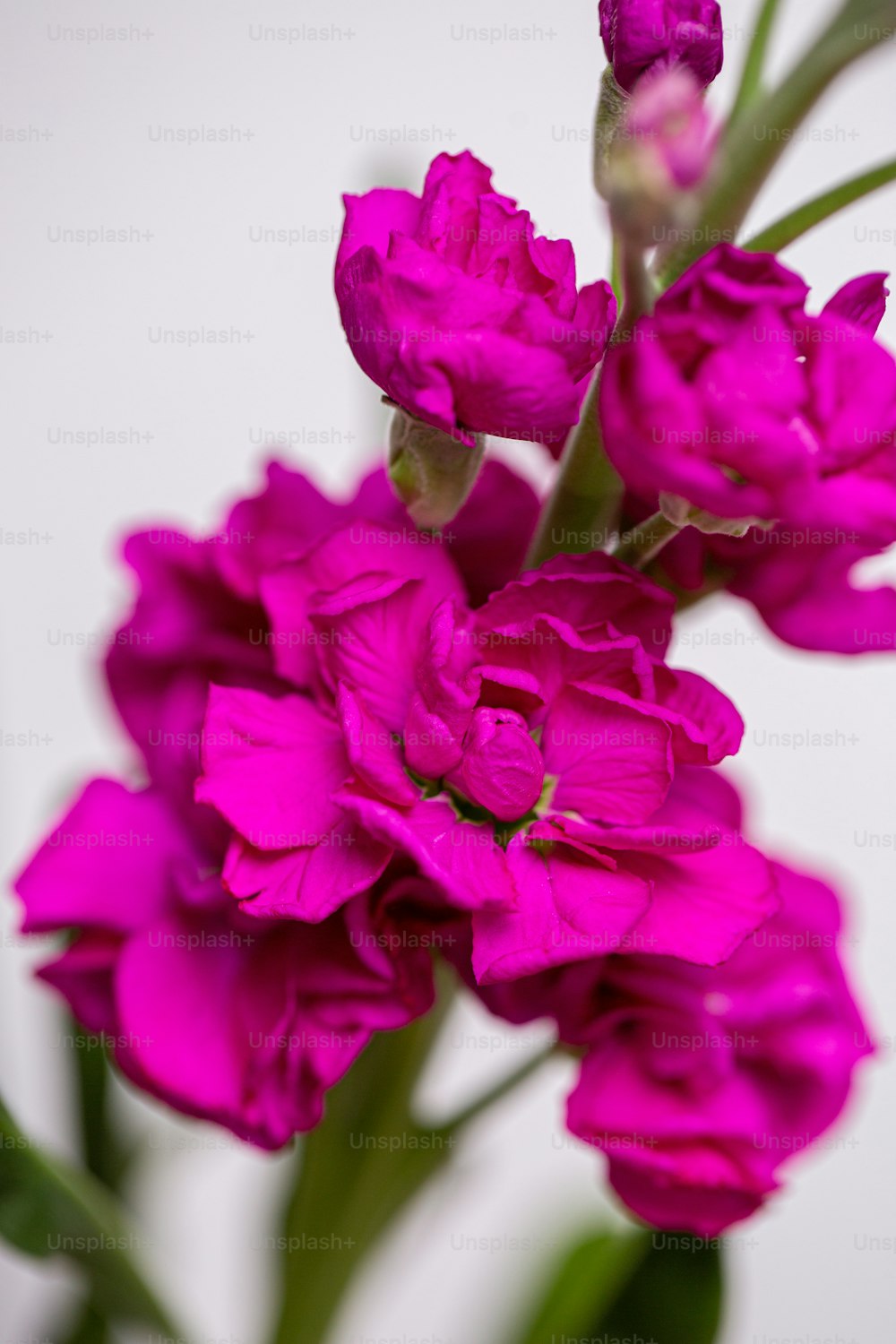 a close up of a flower