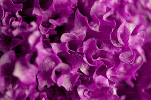 Un gros plan de fleurs violettes