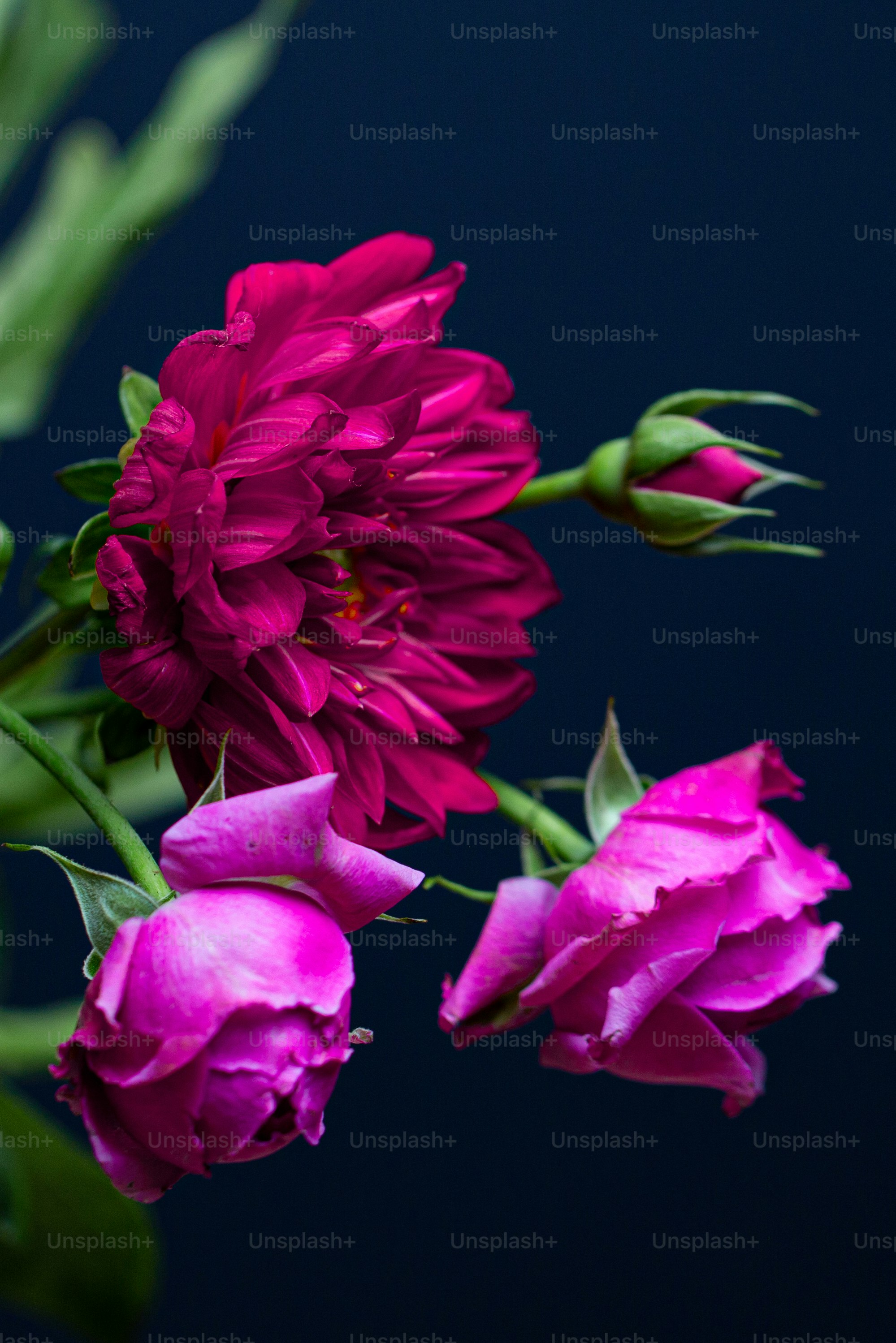 Nahaufnahme einer Blume