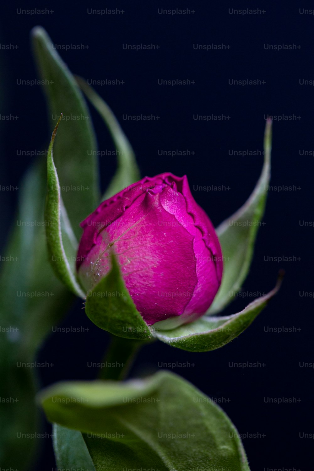 a close up of a flower