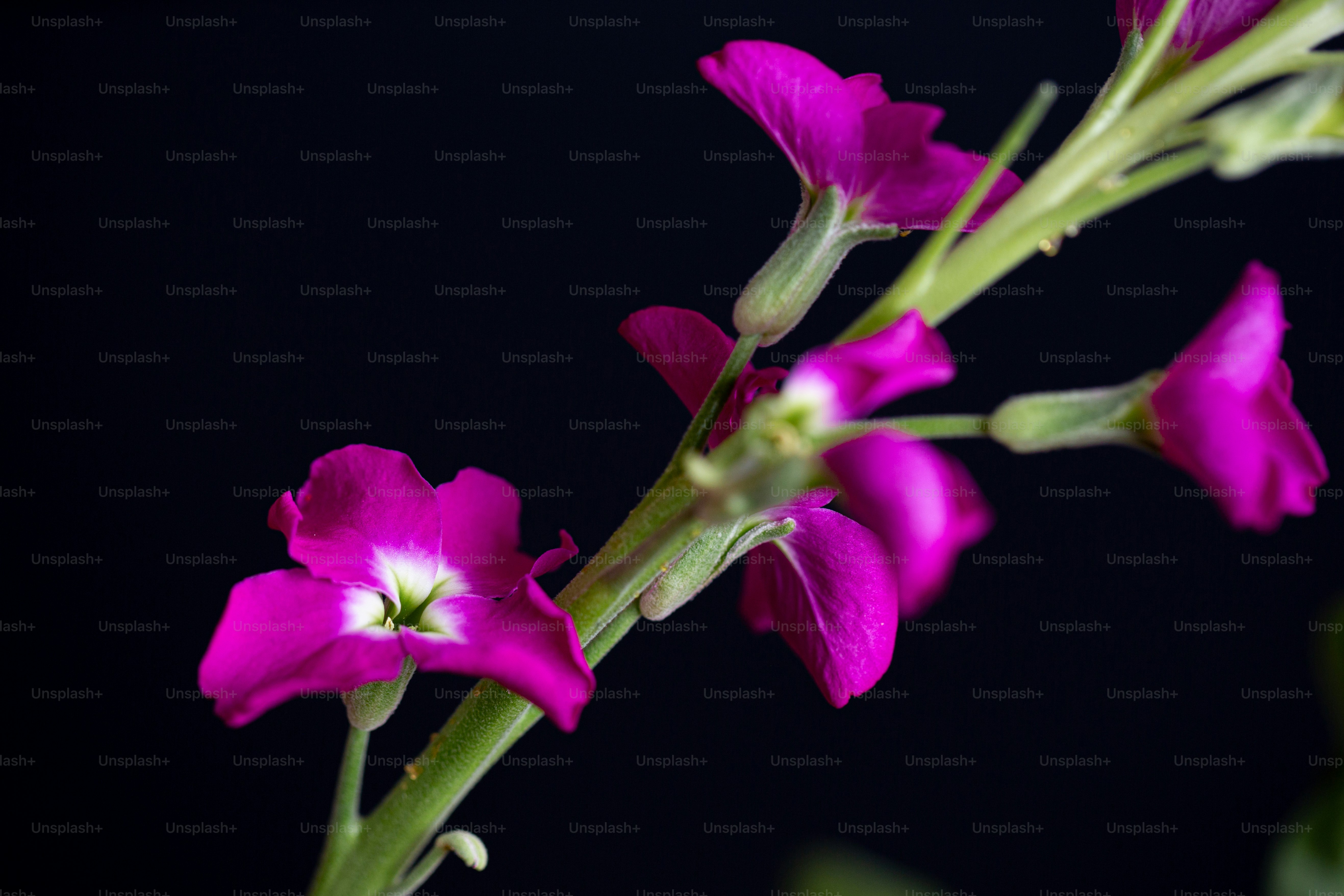 close-up bunga