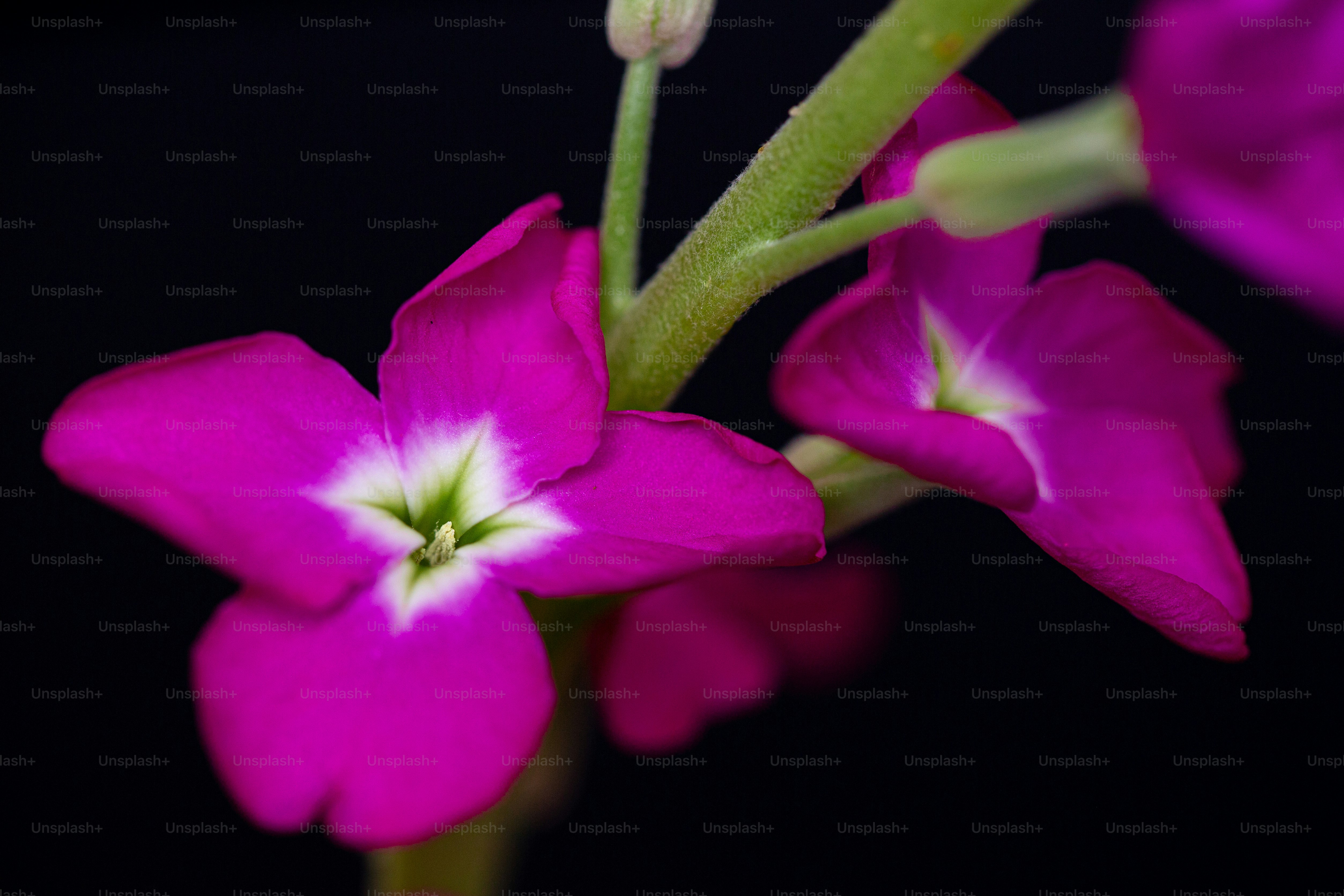 A close up of a flower