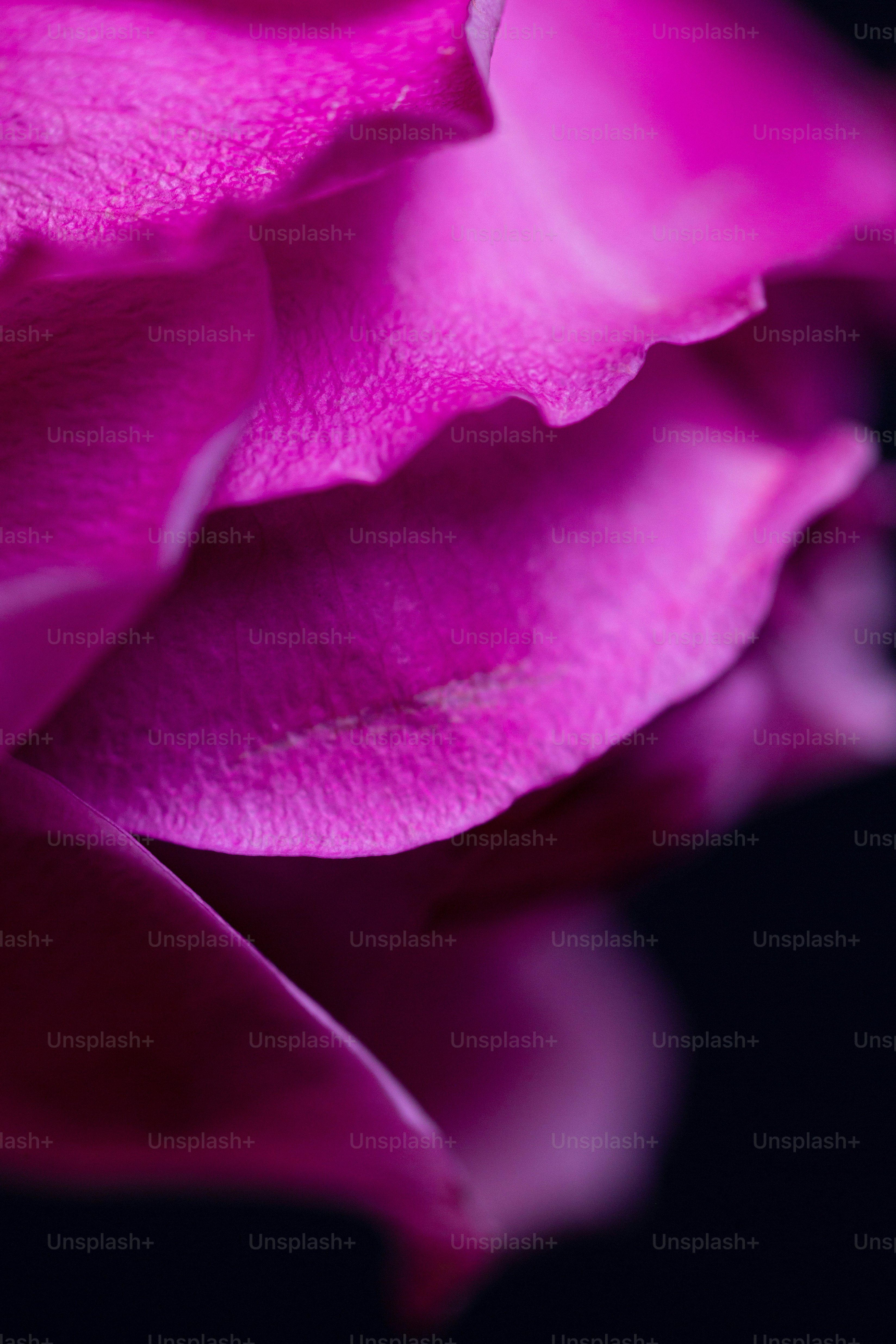 花のクローズアップ