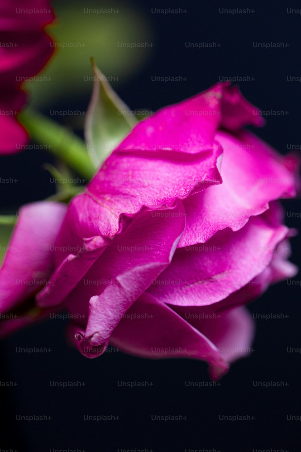 분홍색 장미의 클로즈업