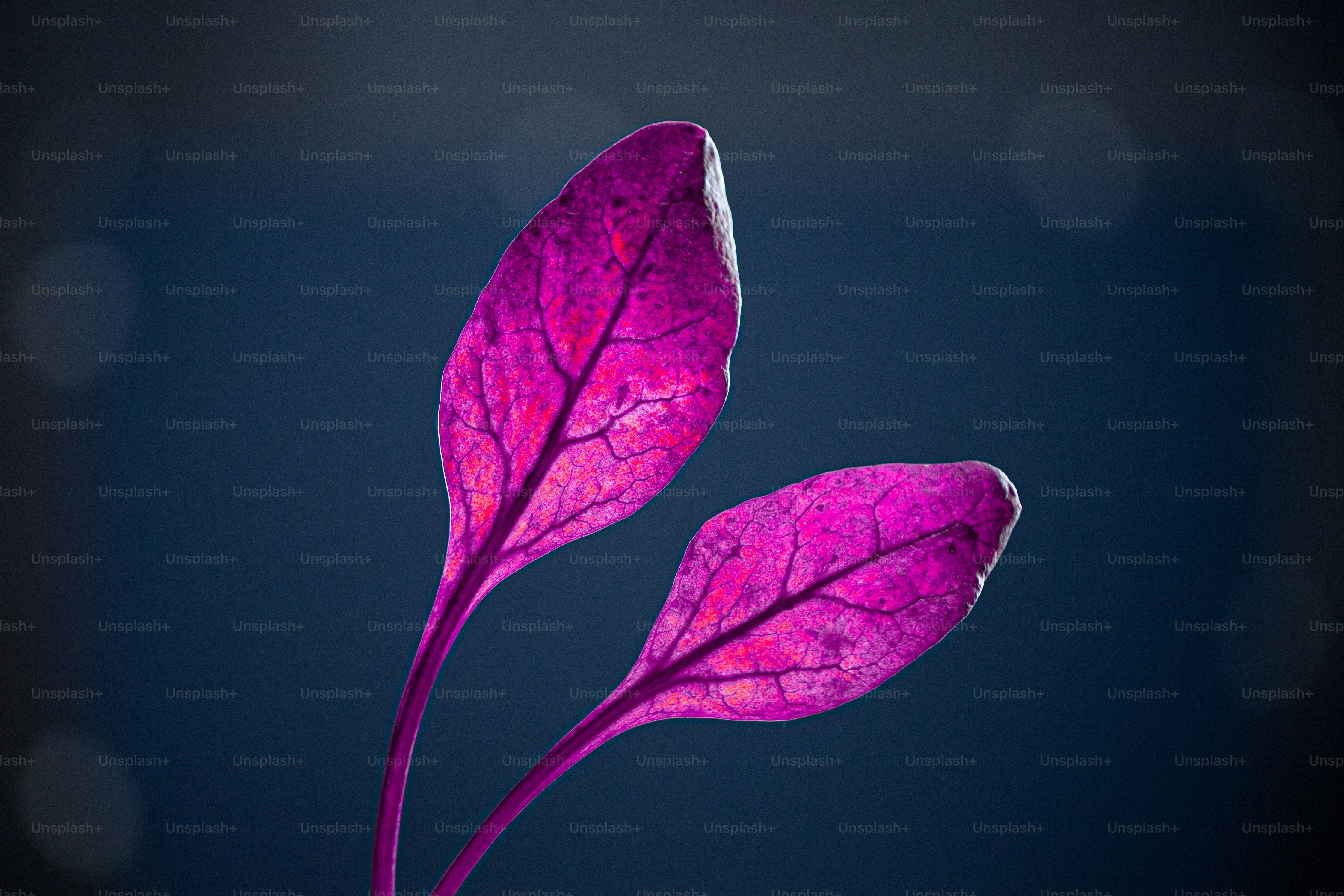 A close up of a flower