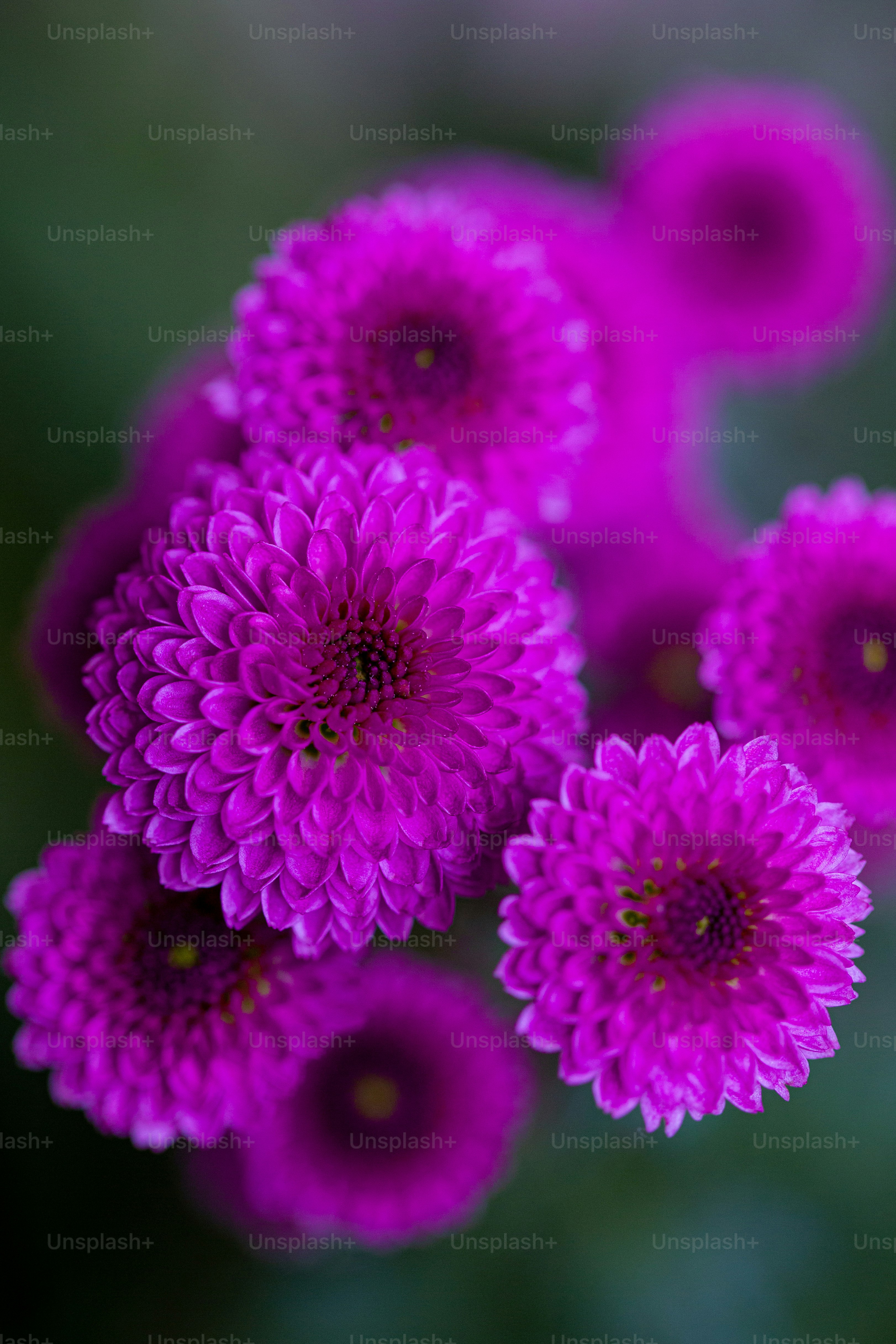 um grupo de flores roxas
