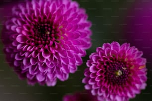 a group of pink flowers