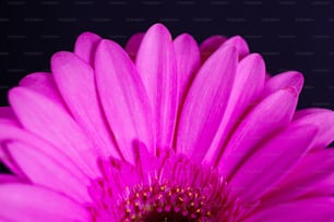 a close up of a flower