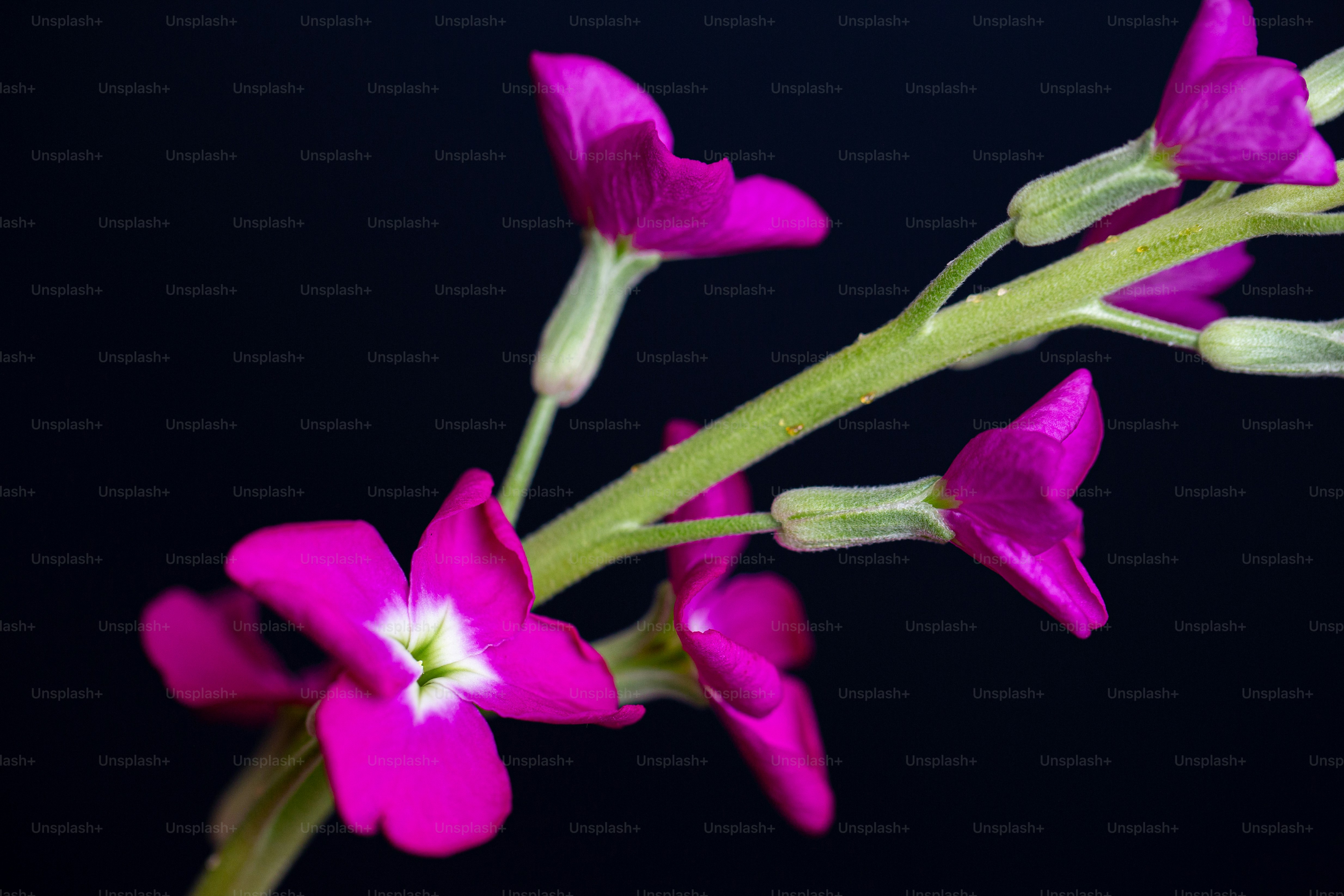 close-up beberapa bunga