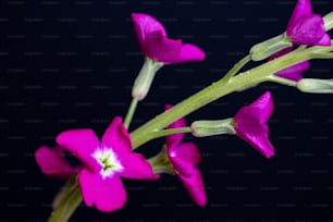um close-up de algumas flores