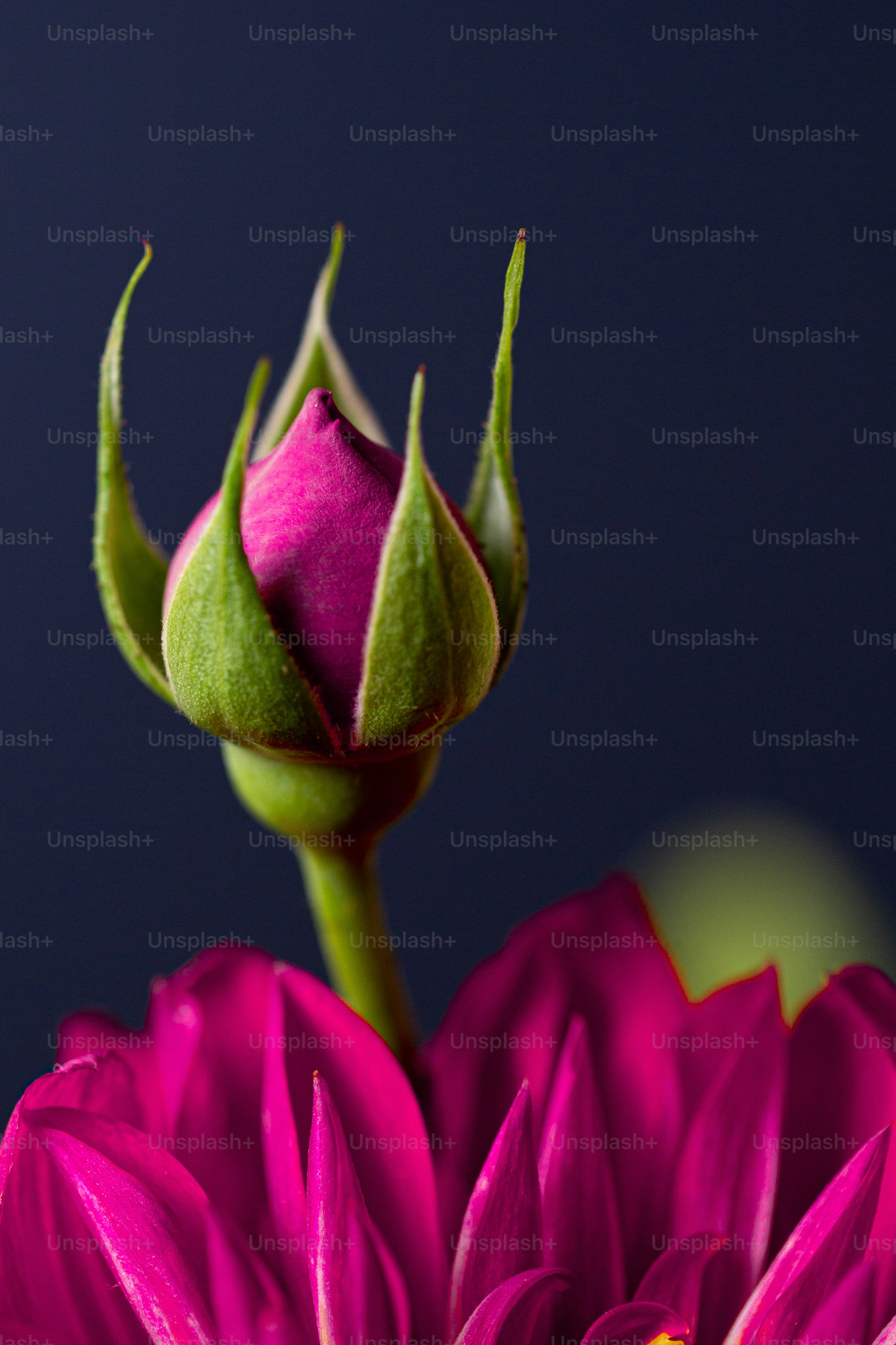 Nahaufnahme einer Blume