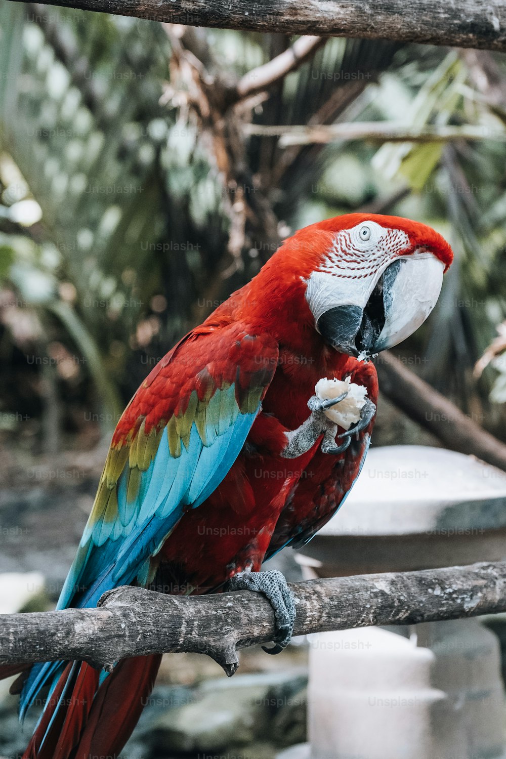 Ein Papagei sitzt auf einem Ast
