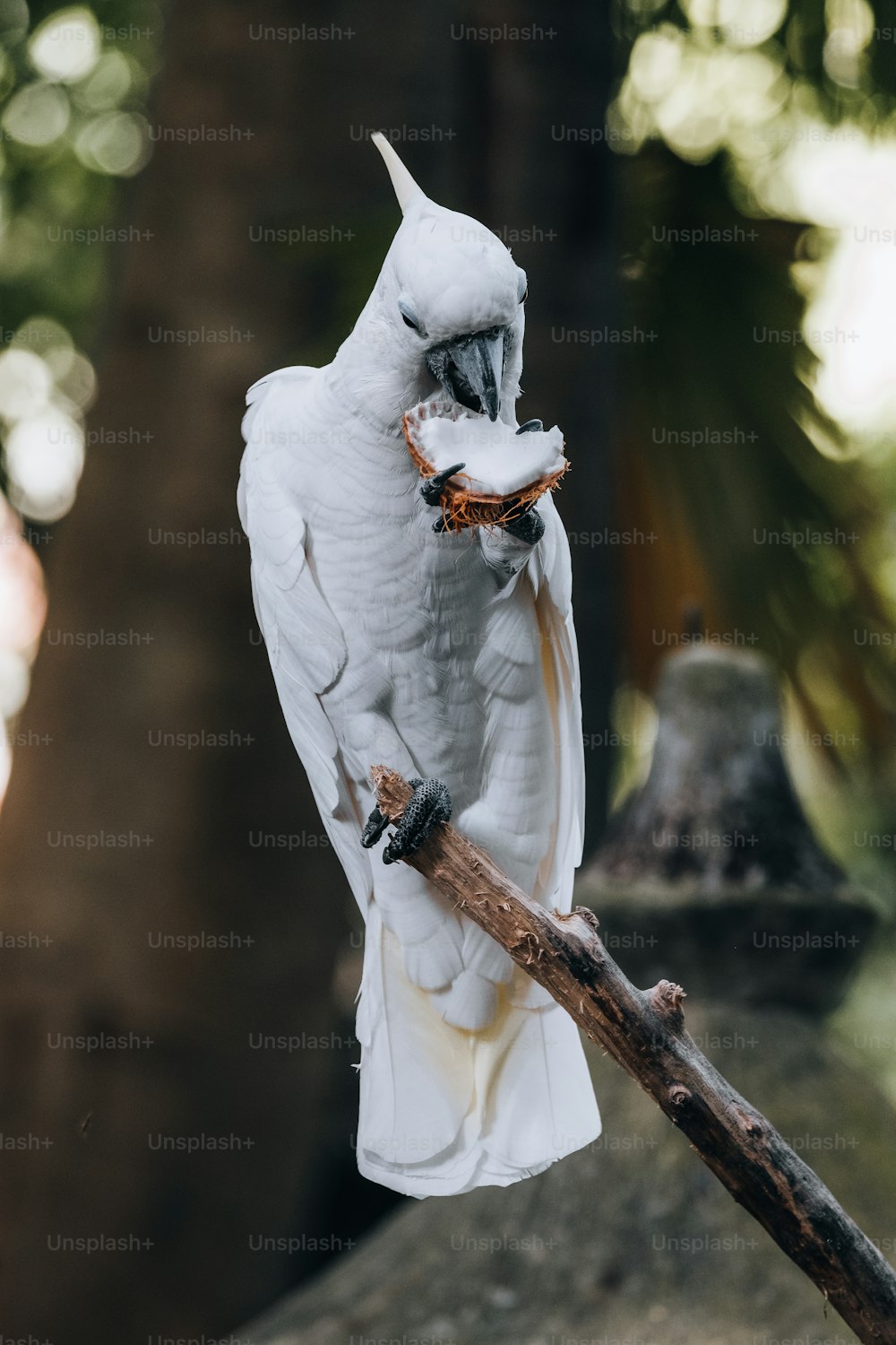 a bird with a nut in its mouth