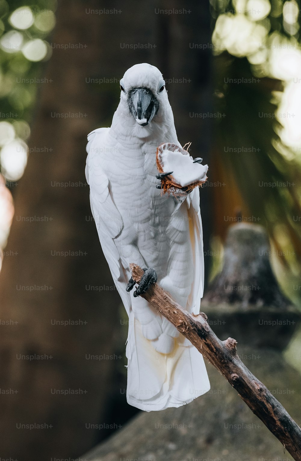 a bird on a branch